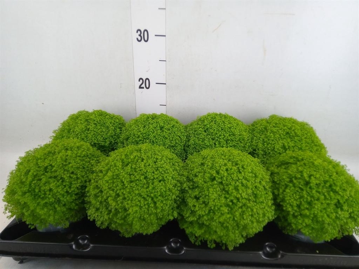 <h4>Selaginella apoda</h4>