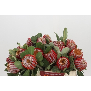 Banksia Coccinea
