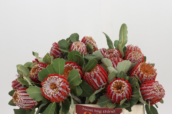 <h4>Banksia Coccinea</h4>