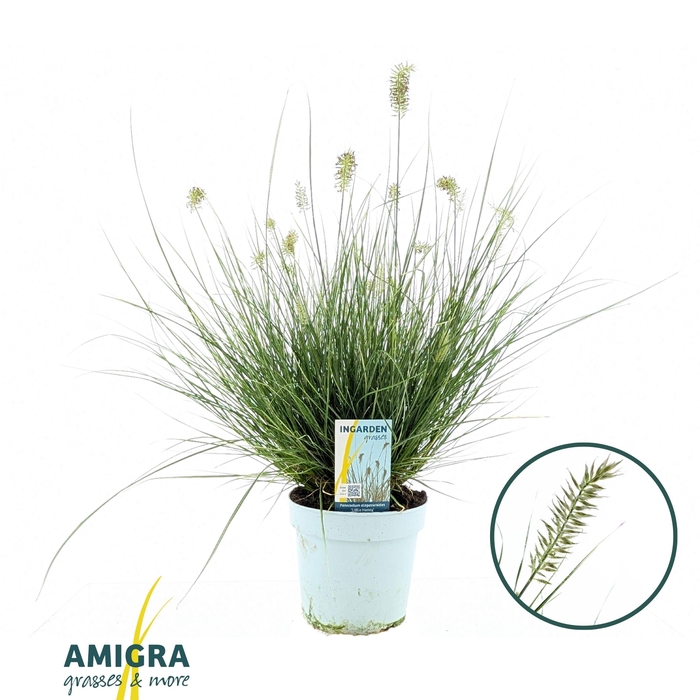 <h4>Pennisetum alop. 'Little Honey'</h4>
