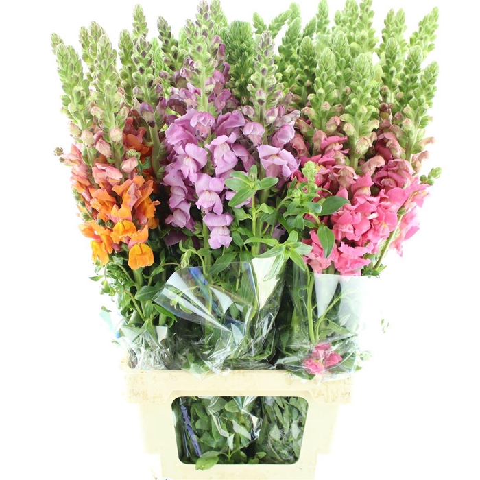 <h4>Antir Mix In Bucket</h4>