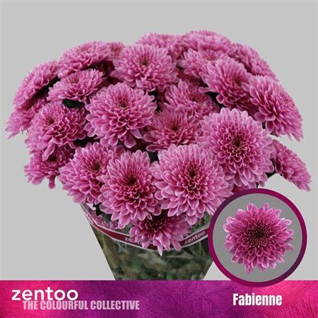 <h4>Chrysanthemum (Indicum Grp) grappe Fabiënne</h4>