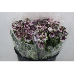 Ran Elegance Cappucino