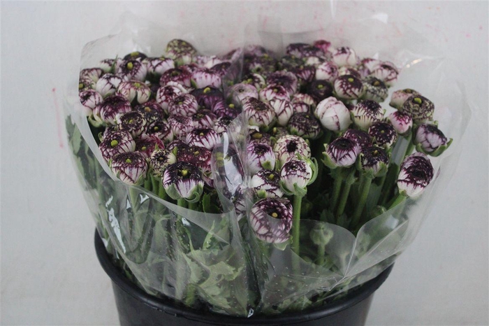 <h4>Ran Elegance Cappucino</h4>