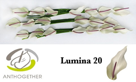 <h4>ANTH LUMINA 20.</h4>