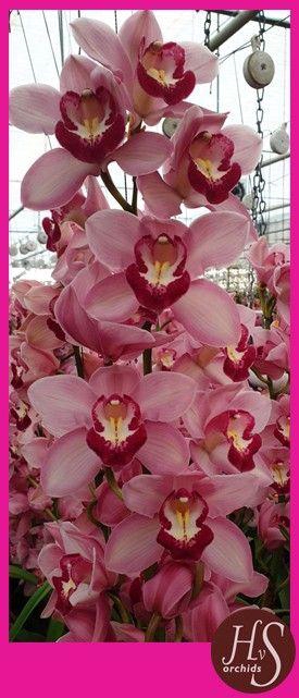 <h4>CYMB T FREEKE 50 CM</h4>