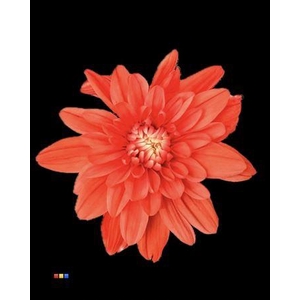 Chr T Euro Pink