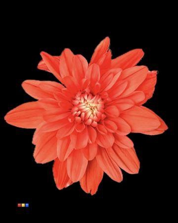 <h4>Chr T Baltica Pink</h4>