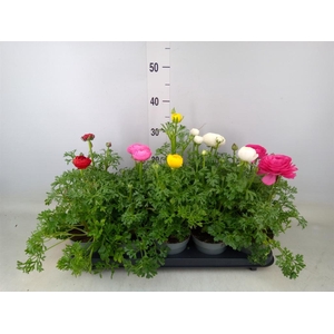 Ranunculus  'Sprinkles'