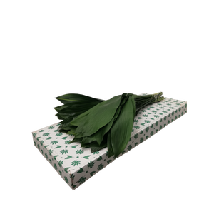 ASPIDISTRA  40 CM GT