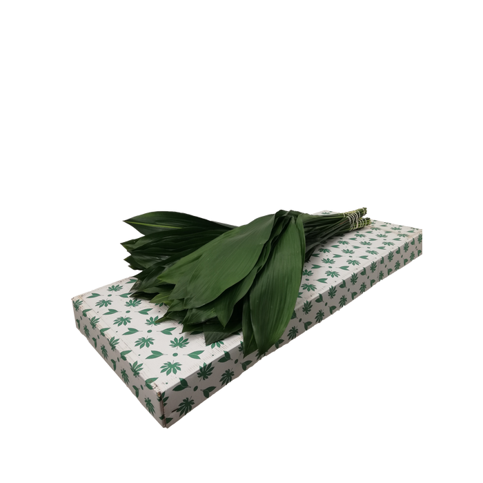 <h4>ASPIDISTRA  50 CM GT</h4>