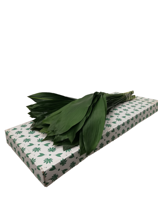 ASPIDISTRA  40 CM IT