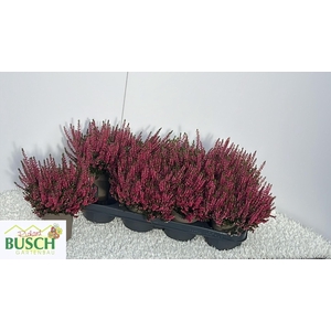 CALLU BL STEFFI