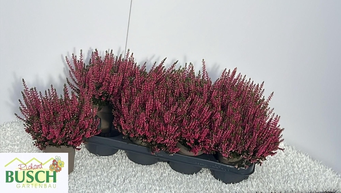<h4>CALLU BL STEFFI</h4>
