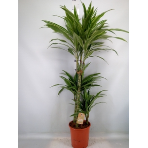Dracaena fr de 'Warneckei'