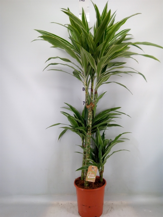 <h4>Dracaena fr de 'Warneckei'</h4>