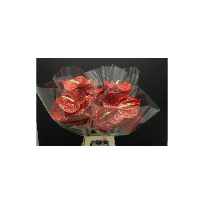 <h4>Anthurium Calisto</h4>
