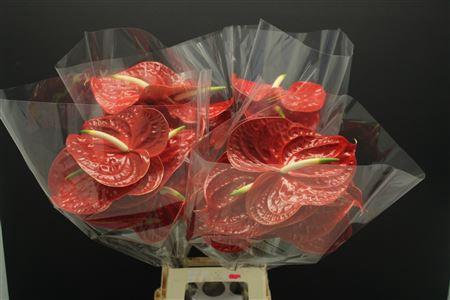 Anthurium Calisto