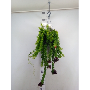 Aeschynanthus  'Rasta'