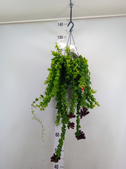 <h4>Aeschynanthus  'Rasta'</h4>