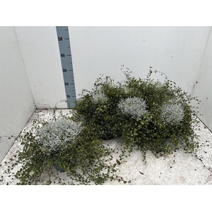 LEUCOPH BROWNII