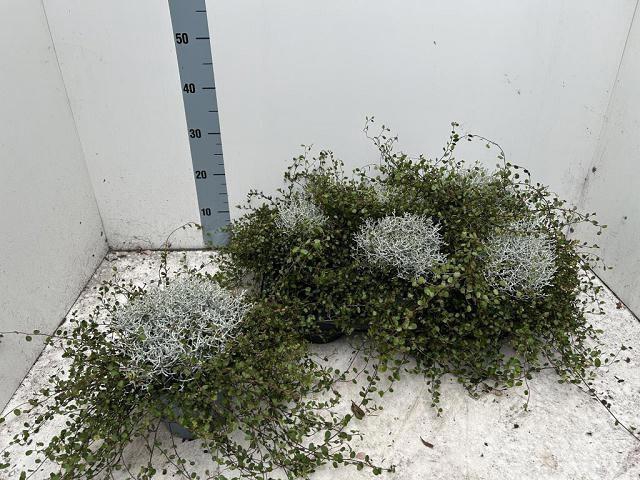 <h4>LEUCOPH BROWNII</h4>