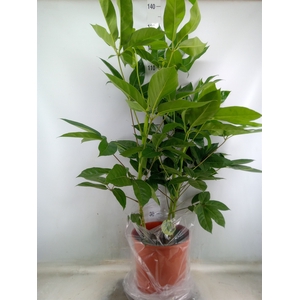 Schefflera actin. 'Emerald Green'