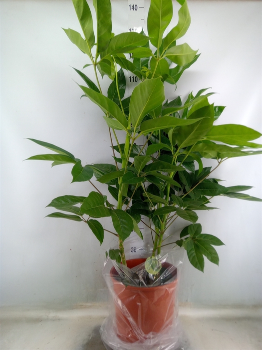 <h4>Schefflera actin. 'Emerald Green'</h4>