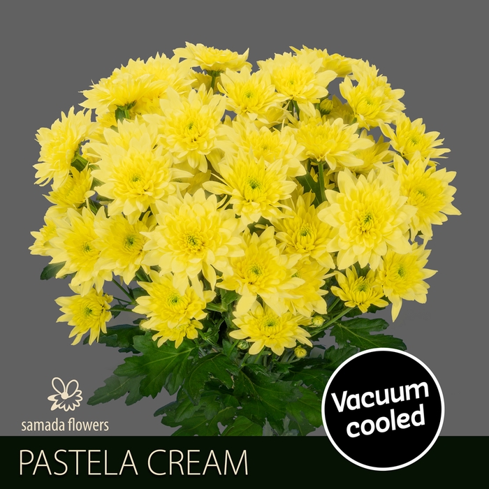 <h4>CHR T PASTELA CREAM</h4>