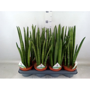 Sansevieria cyl.  ...