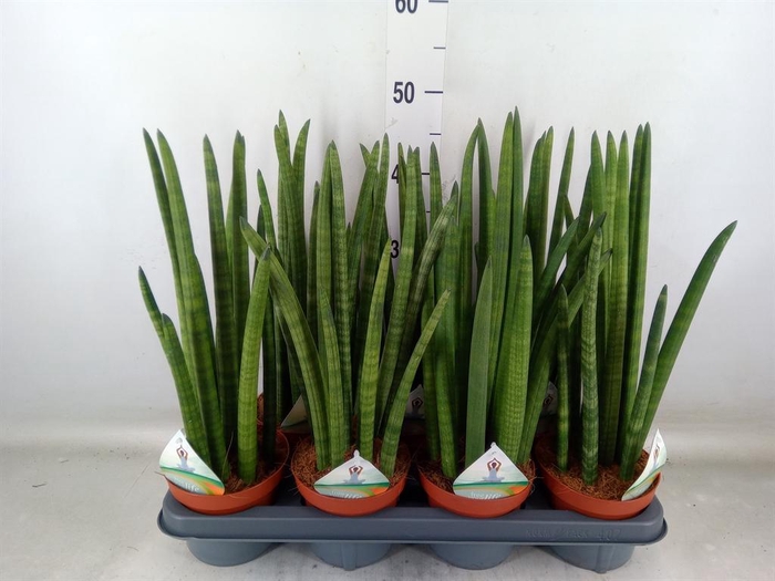 <h4>Sansevieria cyl. ...</h4>