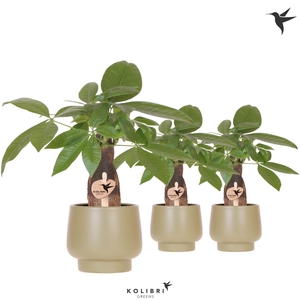 Kolibri Greens Pachira in Scandic pot green