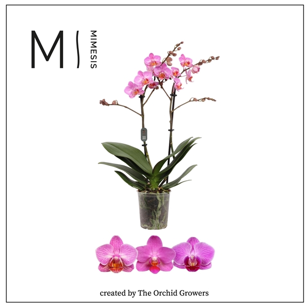 <h4>Mimesis Phal. Multi Dark Pink - 2 spike 12cm</h4>