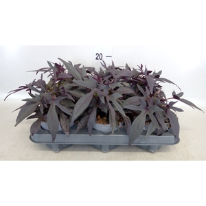 Ipomoea batatas 'Blackie'