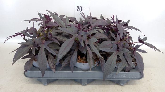 <h4>Ipomoea batatas 'Blackie'</h4>