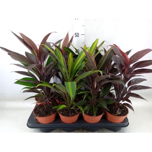 Cordyline   ...mix