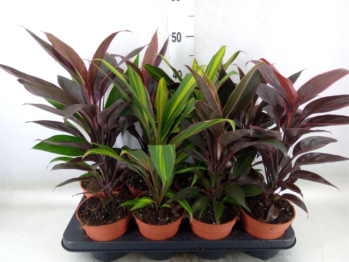 <h4>Cordyline   ...mix</h4>