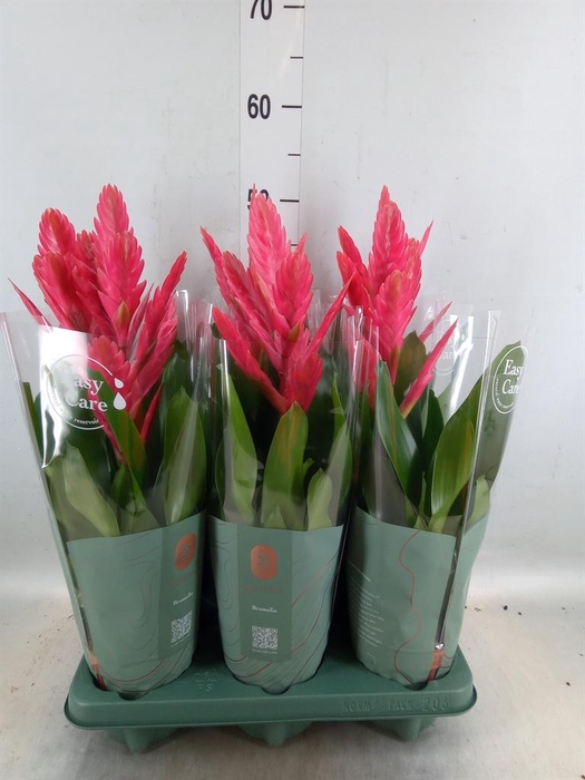 <h4>Vriesea   ...</h4>