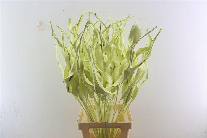 Dried Strelitziablad Creme P Stem