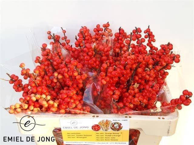 <h4>Ilex Ve Oudij Orange</h4>