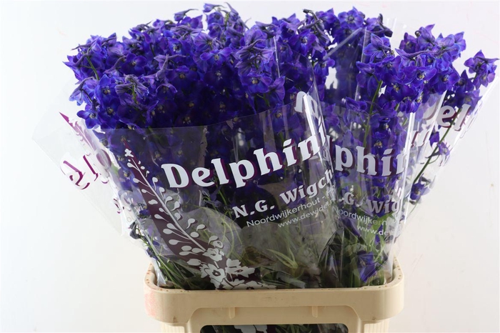 <h4>Delph Be Atlantis</h4>