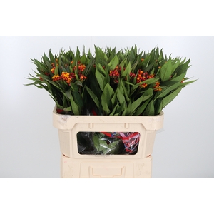 Asclepias Inc. Oranje