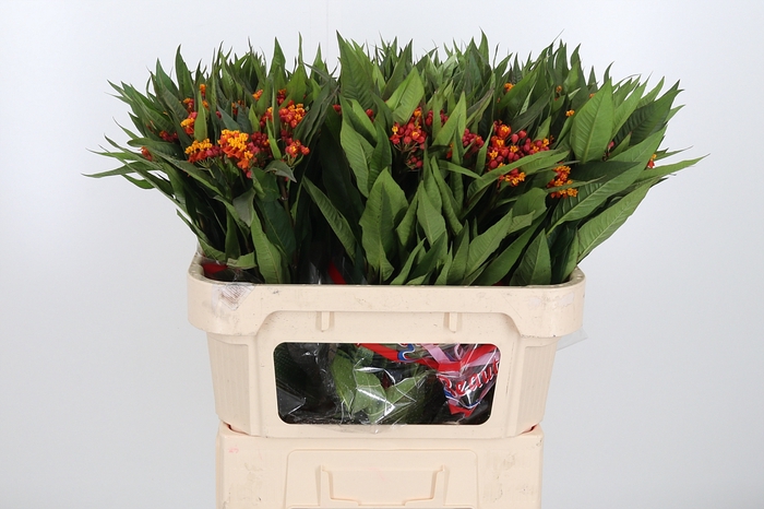 <h4>Asclepias Inc. Oranje</h4>