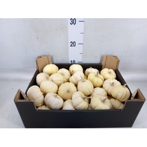 Cucurbita