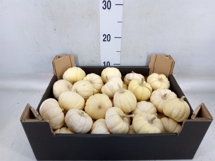 <h4>Cucurbita</h4>