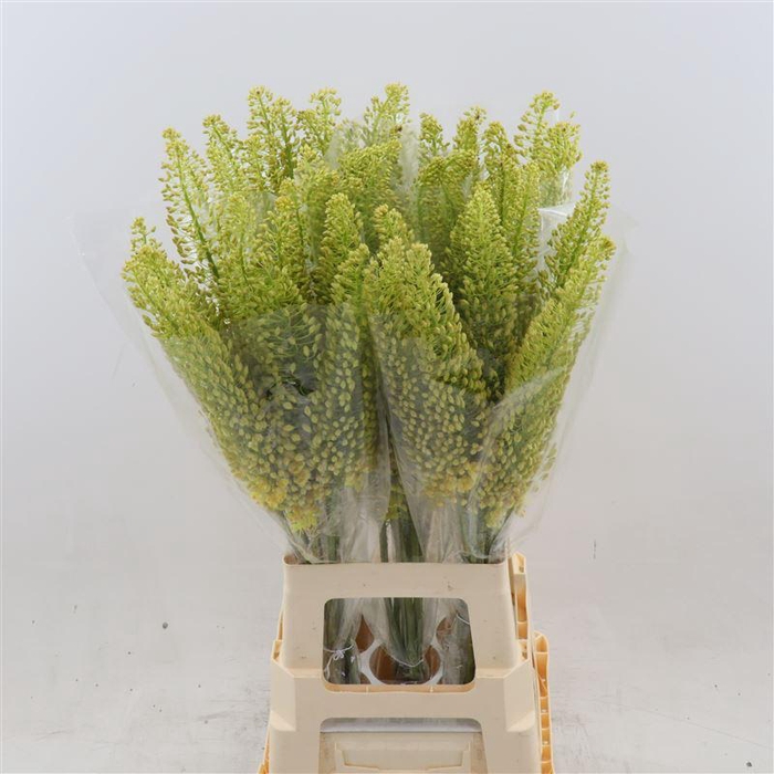 <h4>Eremurus Stenophyllus</h4>