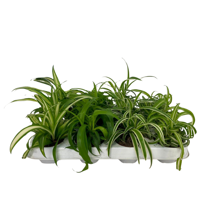<h4>Chlorophytum midi mix</h4>