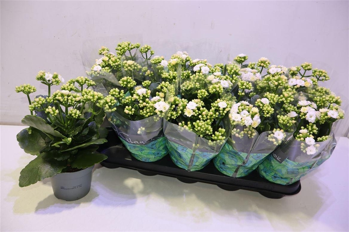 <h4>arr8 Kal Ge Perfecta Whit</h4>