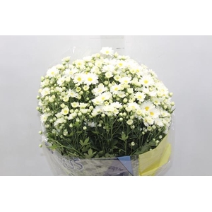 CRISANTEMO BOLA BELGA P20 BRANCO