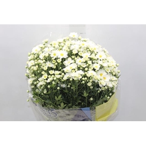 CRISANTEMO BOLA BELGA P20 BRANCO